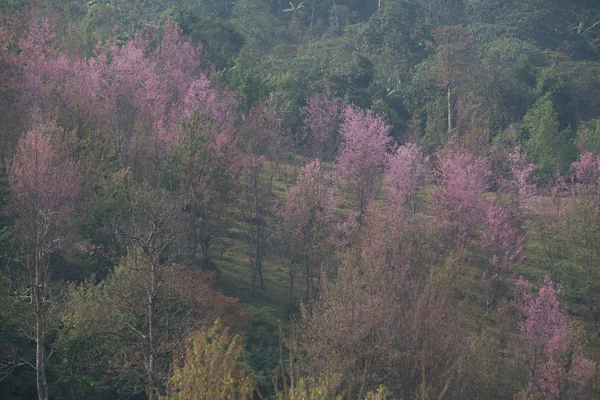 Volně Žijící Himálajské Třešně Prunus Cerasoides Thajsku — Stock fotografie