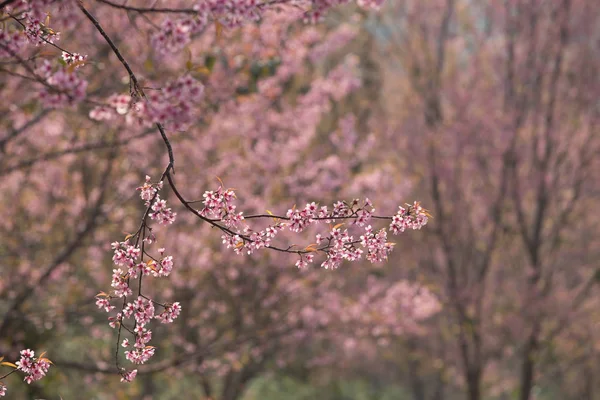 Wild Himalayan Cherry Prunus Cerasoides Thailand — Stock Photo, Image