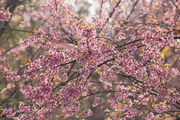 Volně Žijící Himálajské Třešně Prunus Cerasoides Thajsku — Stock fotografie