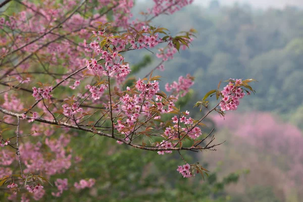 Cereja Himalaia Selvagem Prunus Cerasoides Tailândia — Fotografia de Stock