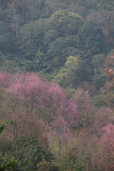 Ciliegia Selvatica Himalayana Prunus Cerasoides Thailandia — Foto Stock