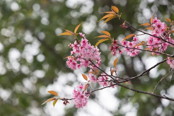 Dzika Wiśnia Himalajska Prunus Cerasoides Tajlandii — Zdjęcie stockowe