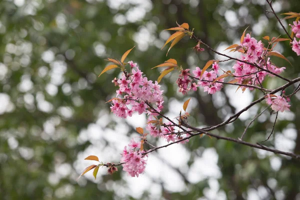 Dzika Wiśnia Himalajska Prunus Cerasoides Tajlandii — Zdjęcie stockowe