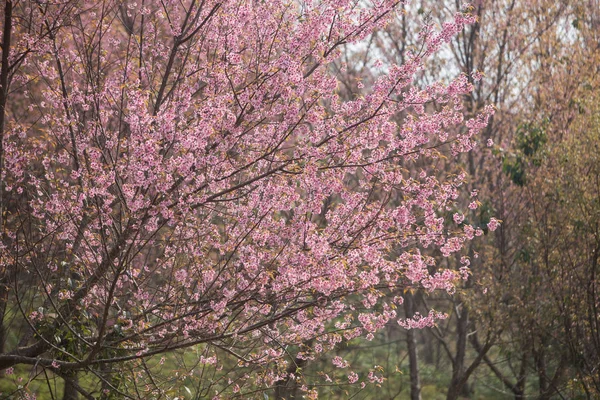 Vilda Himalayakörsbär Prunus Cerasoides Thailand — Stockfoto