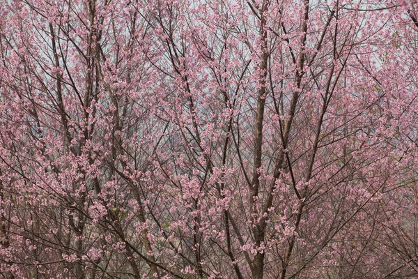 Cereza Del Himalaya Salvaje Prunus Cerasoides Tailandia — Foto de Stock