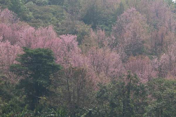 Ciliegia Selvatica Himalayana Prunus Cerasoides Thailandia — Foto Stock