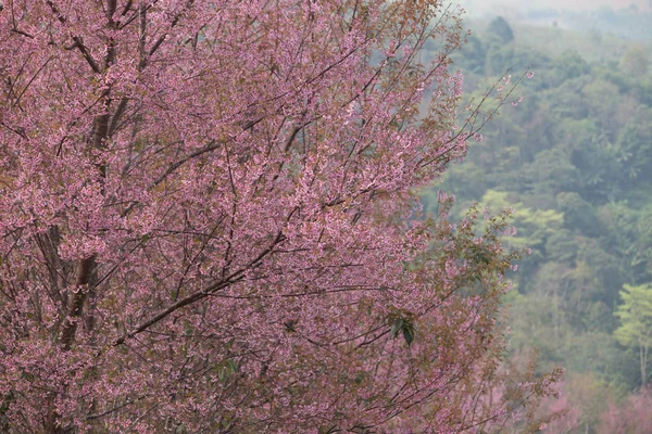 타이의 히말라야 Prunus Cerasoides — 스톡 사진