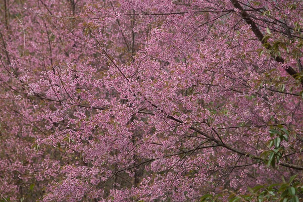 Cereja Himalaia Selvagem Prunus Cerasoides Tailândia — Fotografia de Stock