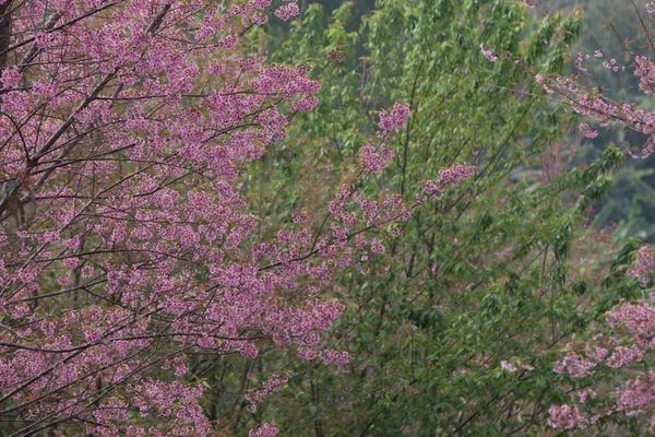 Volně Žijící Himálajské Třešně Prunus Cerasoides Thajsku — Stock fotografie