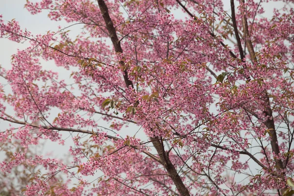 Wild Himalayan Cherry Prunus Cerasoides Таиланде — стоковое фото