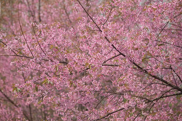 Volně Žijící Himálajské Třešně Prunus Cerasoides Thajsku — Stock fotografie