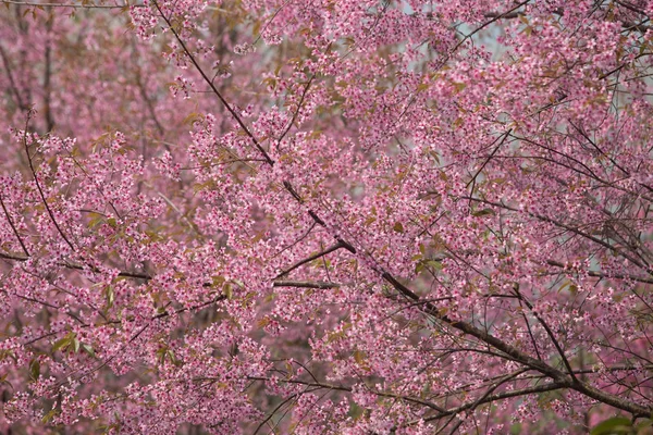 泰国的野生喜马拉雅山樱桃 Prunus Cerasoides — 图库照片