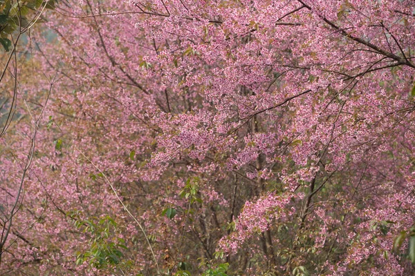 Cereja Himalaia Selvagem Prunus Cerasoides Tailândia — Fotografia de Stock