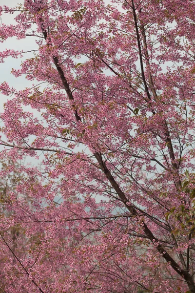 Wild Himalayan Cherry Prunus Cerasoides Таиланде — стоковое фото