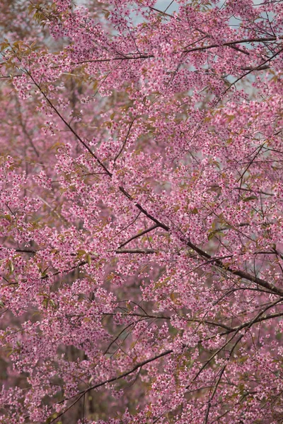 Cereja Himalaia Selvagem Prunus Cerasoides Tailândia — Fotografia de Stock