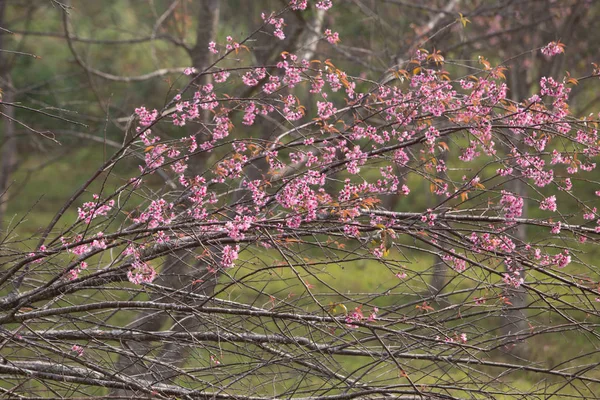 Cereja Himalaia Selvagem Prunus Cerasoides Tailândia — Fotografia de Stock