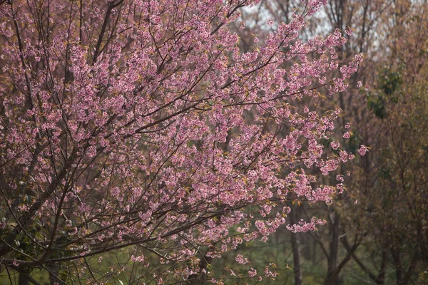 Volně Žijící Himálajské Třešně Prunus Cerasoides Thajsku — Stock fotografie