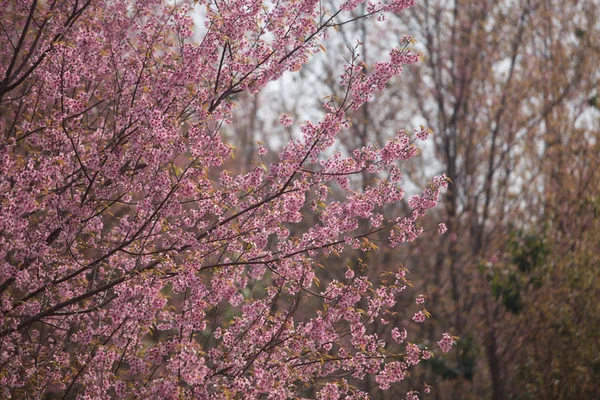 Volně Žijící Himálajské Třešně Prunus Cerasoides Thajsku — Stock fotografie