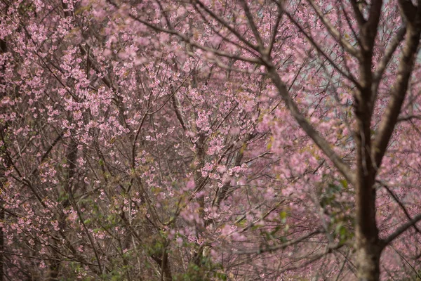 Cereza Del Himalaya Salvaje Prunus Cerasoides Tailandia — Foto de Stock