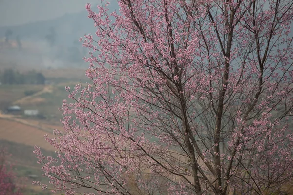 타이의 히말라야 Prunus Cerasoides — 스톡 사진