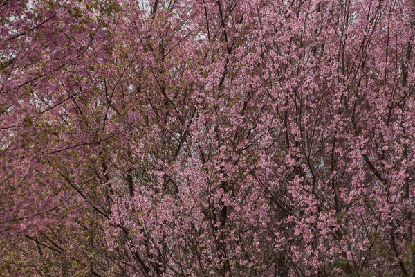 Vad Himalája Cseresznye Prunus Cerasoides Thaiföldön — Stock Fotó