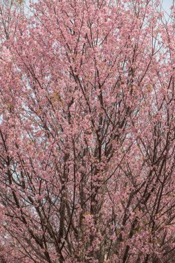 Tayland 'da Vahşi Himalaya Kirazı (Prunus cerasoides)