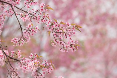 Tayland 'da Vahşi Himalaya Kirazı (Prunus cerasoides)