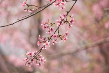 Tayland 'da Vahşi Himalaya Kirazı (Prunus cerasoides)