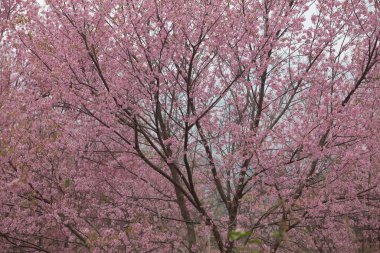 Tayland 'da Vahşi Himalaya Kirazı (Prunus cerasoides)
