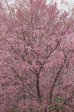 Tayland 'da Vahşi Himalaya Kirazı (Prunus cerasoides)