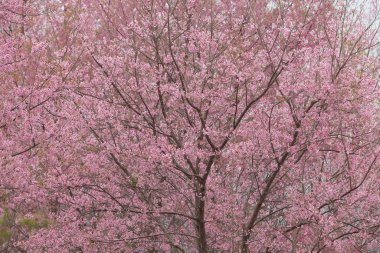 Tayland 'da Vahşi Himalaya Kirazı (Prunus cerasoides)