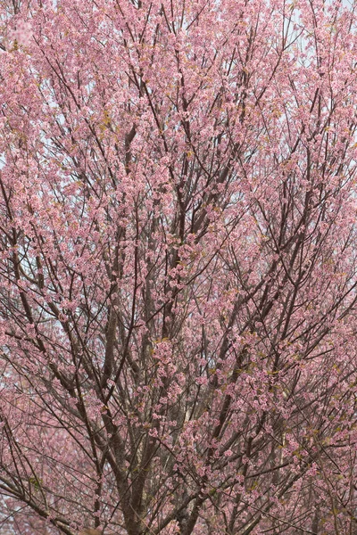 Dzika Wiśnia Himalajska Prunus Cerasoides Tajlandii — Zdjęcie stockowe