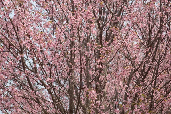 Wild Himalayan Cherry Prunus Cerasoides Thailand — Stock Photo, Image