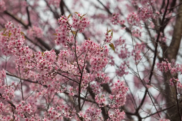 Dzika Wiśnia Himalajska Prunus Cerasoides Tajlandii — Zdjęcie stockowe