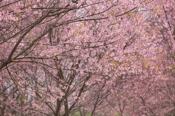 Cereza Del Himalaya Salvaje Prunus Cerasoides Tailandia — Foto de Stock