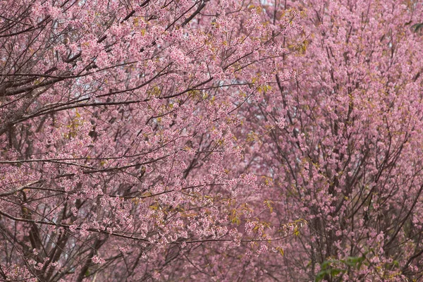 Wild Himalayan Cherry Prunus Cerasoides Таиланде — стоковое фото