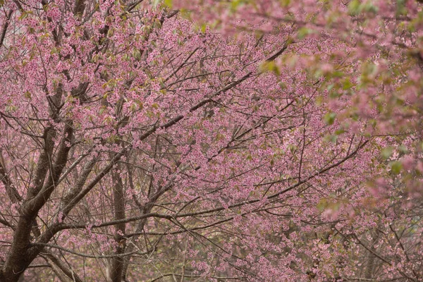 Cereja Himalaia Selvagem Prunus Cerasoides Tailândia — Fotografia de Stock