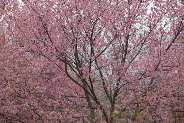 Dzika Wiśnia Himalajska Prunus Cerasoides Tajlandii — Zdjęcie stockowe