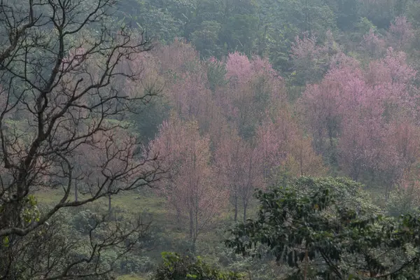 Cerise Himalaya Sauvage Prunus Cerasoides Thaïlande — Photo