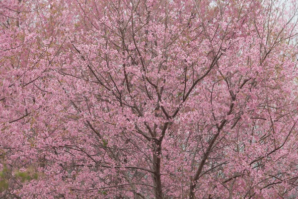 Wild Himalayan Cherry Prunus Cerasoides Таїланді — стокове фото