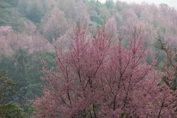 Cereja Himalaia Selvagem Prunus Cerasoides Tailândia — Fotografia de Stock