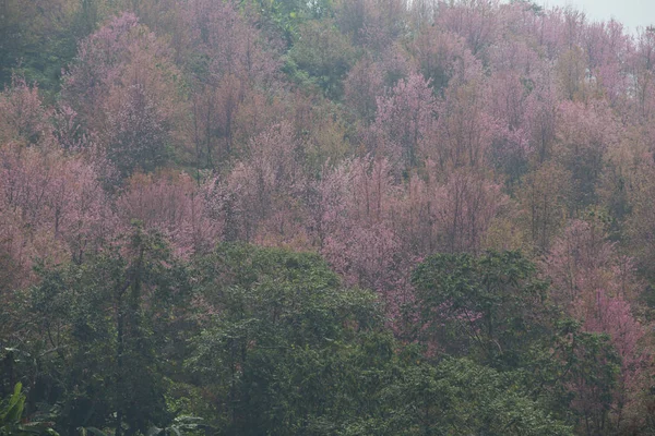 Volně Žijící Himálajské Třešně Prunus Cerasoides Thajsku — Stock fotografie