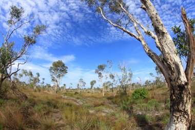 ( Tayland 'ın doğusundaki Kağıt Ağacı