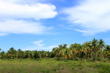 Sahilde Hindistan cevizi sırası, Koh Kood, Tayland