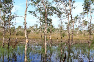 ( Tayland 'ın doğusundaki Kağıt Ağacı