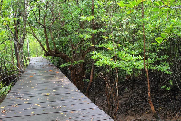 Hout Pad Manier Onder Mangrovebossen Thailand — Stockfoto