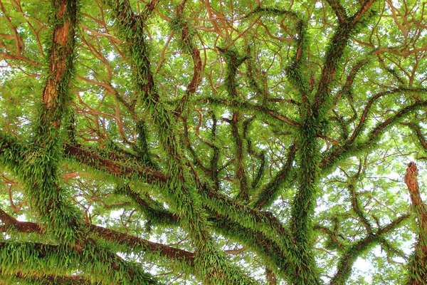 Bajo Gran Árbol Verde Composición Natural —  Fotos de Stock