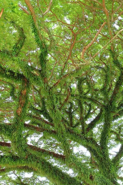 Bajo Gran Árbol Verde Composición Natural —  Fotos de Stock