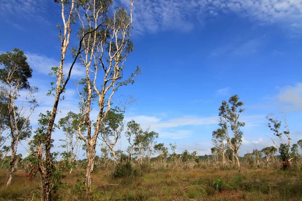 Paper Bark Tree Eastern Ththailand — стоковое фото