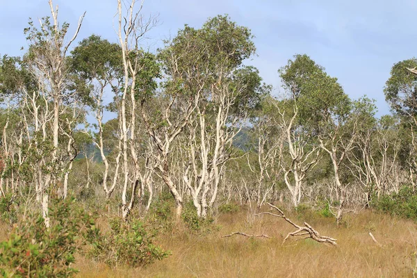 Paper Bark Tree Eastern Ththailand — стоковое фото